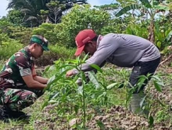 Babinsa Mapurujaya Wujudkan Kepedulian Lewat Komsos dan Pendampingan Petani Cabai Keriting