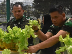 Dandim 1710/Mimika Bersama Ketua Persit KCK Cab. XXXV Laksanakan Panen Slada