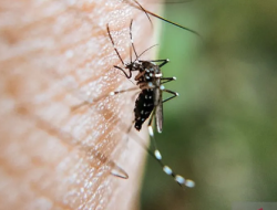 Untuk Pertama Kali, Ada Nyamuk di Islandia