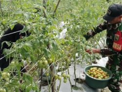 Beri Motivasi Dukungan, Babinsa Koramil Mapurujaya Bantu Petani Binaan Panen Tomat