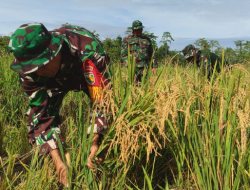 Program Ketahanan Pangan, Kodim 1710/Mimika Panen Padi Perdana
