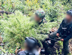 Satgas Swasembada Berhasil Ungkap Ladang Ganja di Pegunungan Bintang
