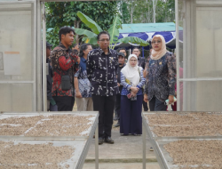 Kementerian UMKM: Holding UMKM Perkebunan Perkuat Rantai Nilai Lada Putih Muntok